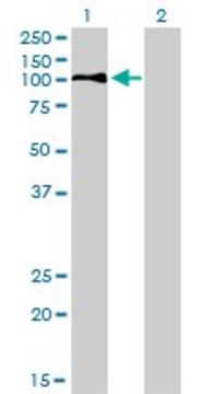 Monoclonal Anti-LDLR antibody produced in mouse clone 5E7, purified immunoglobulin, buffered aqueous solution