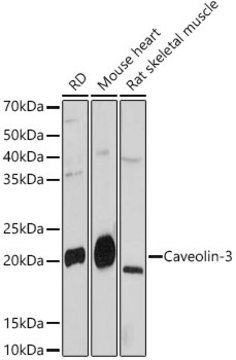 Anti-Caveolin-3 Antibody, clone 4G5W2, Rabbit Monoclonal