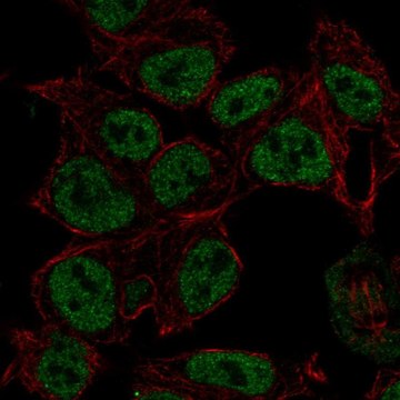 Anti-SYN2 antibody produced in rabbit Prestige Antibodies&#174; Powered by Atlas Antibodies, affinity isolated antibody