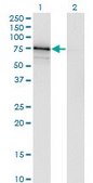 Monoclonal Anti-ASPSCR1 antibody produced in mouse clone 3D10-1D11, purified immunoglobulin, buffered aqueous solution