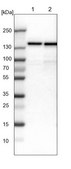Anti-UBE4B antibody produced in rabbit Prestige Antibodies® Powered by Atlas Antibodies, affinity isolated antibody, buffered aqueous glycerol solution