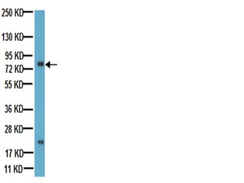 抗-BCRP抗体，克隆BXP-21 culture supernatant, clone BXP-21, Chemicon&#174;