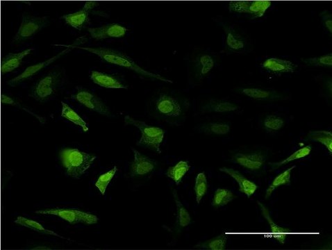 Monoclonal Anti-MT2A antibody produced in mouse clone 6G2, purified immunoglobulin, buffered aqueous solution