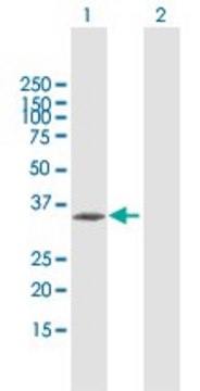 Anti-CENPT antibody produced in mouse purified immunoglobulin, buffered aqueous solution