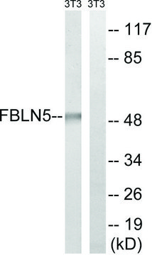 Anti-FBLN5 antibody produced in rabbit affinity isolated antibody