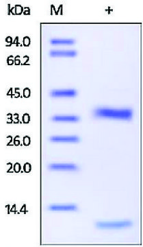 Cathepsin L1 human recombinant, expressed in HEK 293 cells, &#8805;98% (SDS-PAGE)