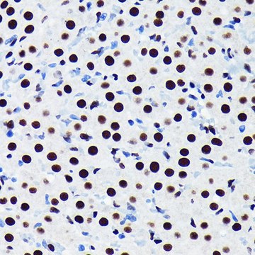 Anti-TDP-43/TARDB antibody produced in rabbit