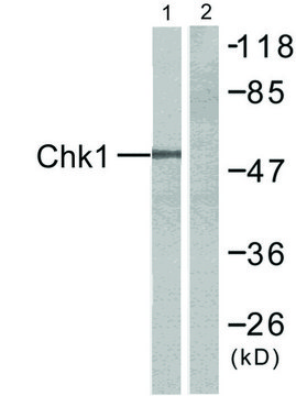 Anti-CHK1 antibody produced in rabbit affinity isolated antibody