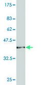 Monoclonal Anti-CAMK2D antibody produced in mouse clone 1A8, purified immunoglobulin, buffered aqueous solution