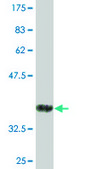 Monoclonal Anti-CD84 antibody produced in mouse clone 3G10, purified immunoglobulin, buffered aqueous solution