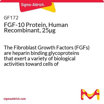 FGF-10 Protein, Human Recombinant, 25&#181;g The Fibroblast Growth Factors (FGFs) are heparin binding glycoproteins that exert a variety of biological activities toward cells of mesenchymal, neuronal &amp; epithelial origin.