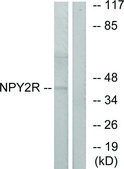 Anti-NPY2R antibody produced in rabbit affinity isolated antibody