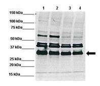Anti-MPG antibody produced in rabbit affinity isolated antibody