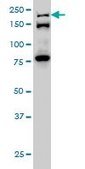 Monoclonal Anti-ESPL1 antibody produced in mouse clone 6H6, purified immunoglobulin, buffered aqueous solution