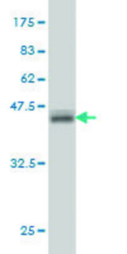 Monoclonal Anti-ATP6AP1 antibody produced in mouse clone 3A2, purified immunoglobulin, buffered aqueous solution