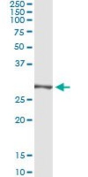 Monoclonal Anti-TRIM72, (C-terminal) antibody produced in mouse clone 2G1, purified immunoglobulin, buffered aqueous solution