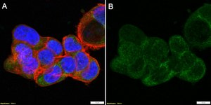 Anti-CPT2 Antibody, clone 1G7 ZooMAb® Rabbit Monoclonal recombinant, expressed in HEK 293 cells