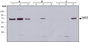 Anti-Lamin A, mature antibody, Mouse monoclonal clone 4A4, purified from hybridoma cell culture
