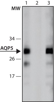 Anti-AQP5 (376-390) antibody produced in rabbit IgG fraction of antiserum, buffered aqueous solution