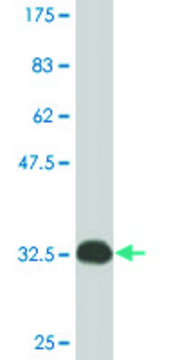 Monoclonal Anti-ATOX1 antibody produced in mouse clone 3D10, ascites fluid, solution