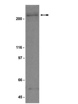 抗-BRCA1抗体 serum, Upstate&#174;