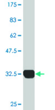 Monoclonal Anti-SH3GL2 antibody produced in mouse clone 2G6, purified immunoglobulin, buffered aqueous solution