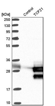 Anti-TCF21 antibody produced in rabbit Prestige Antibodies&#174; Powered by Atlas Antibodies, affinity isolated antibody, buffered aqueous glycerol solution