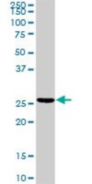 Anti-TNNI2 antibody produced in rabbit purified immunoglobulin, buffered aqueous solution