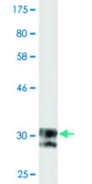 Monoclonal Anti-SCN11A, (C-terminal) antibody produced in mouse clone 2B10, purified immunoglobulin, buffered aqueous solution