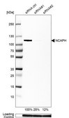 Anti-NCAPH antibody produced in rabbit Prestige Antibodies® Powered by Atlas Antibodies, affinity isolated antibody, buffered aqueous glycerol solution