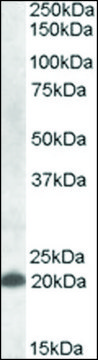 Anti-CLEC4C antibody produced in goat affinity isolated antibody, buffered aqueous solution