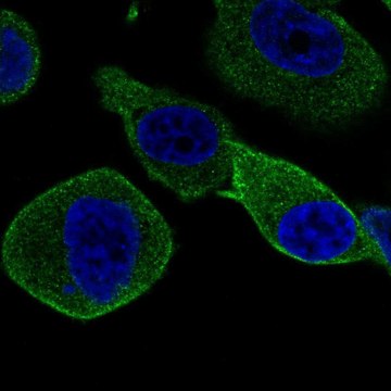 Anti-STXBP2 antibody produced in rabbit Prestige Antibodies&#174; Powered by Atlas Antibodies, affinity isolated antibody