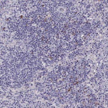 Anti-HTR3A antibody produced in rabbit Prestige Antibodies&#174; Powered by Atlas Antibodies, affinity isolated antibody