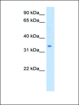 Anti-SC4MOL antibody produced in rabbit IgG fraction of antiserum