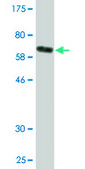 Monoclonal Anti-TUFM, (C-terminal) antibody produced in mouse clone 1A2, purified immunoglobulin, buffered aqueous solution