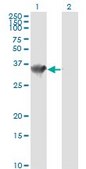 Monoclonal Anti-HADHSC antibody produced in mouse clone 4B5, purified immunoglobulin, buffered aqueous solution