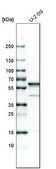 Anti-EDIL3 antibody produced in rabbit Prestige Antibodies® Powered by Atlas Antibodies, affinity isolated antibody, buffered aqueous glycerol solution