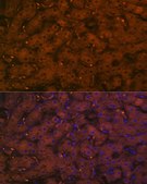 Anti-Complement C4A Antibody, clone 4C3F2, Rabbit Monoclonal