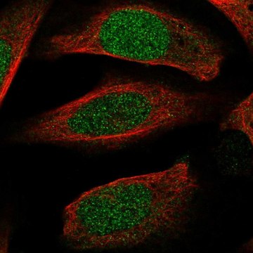 Anti-ECT2 antibody produced in rabbit Prestige Antibodies&#174; Powered by Atlas Antibodies, affinity isolated antibody