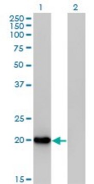 Anti-FTH1 antibody produced in mouse purified immunoglobulin, buffered aqueous solution