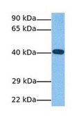 Anti-MAFA, (N-terminal) antibody produced in rabbit affinity isolated antibody