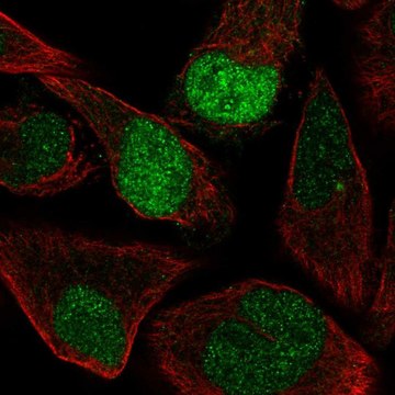 Anti-AQR antibody produced in rabbit Prestige Antibodies&#174; Powered by Atlas Antibodies, affinity isolated antibody