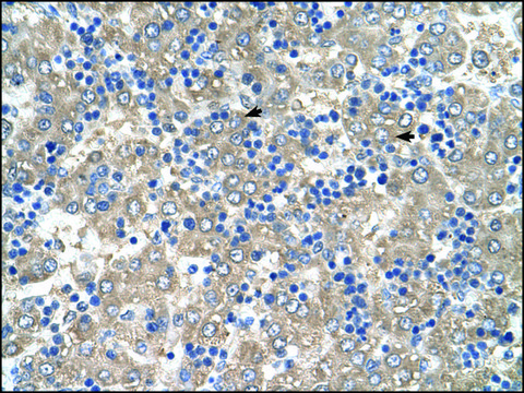 Anti-C3ORF10 antibody produced in rabbit IgG fraction of antiserum