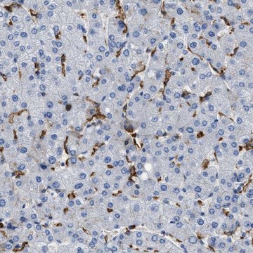 抗-GLRA1 兔抗 Prestige Antibodies&#174; Powered by Atlas Antibodies, affinity isolated antibody, buffered aqueous glycerol solution