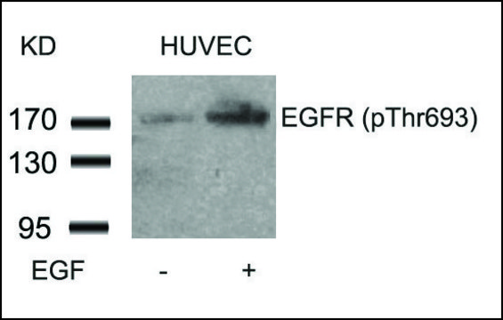 Anti-phospho-EGFR (pThr693) antibody produced in rabbit affinity isolated antibody