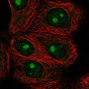 Anti-IMP4 antibody produced in rabbit Prestige Antibodies&#174; Powered by Atlas Antibodies, affinity isolated antibody