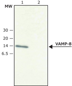 Anti-VAMP8 兔抗 affinity isolated antibody, buffered aqueous solution