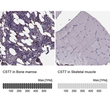 Anti-CST7 antibody produced in rabbit Prestige Antibodies&#174; Powered by Atlas Antibodies, affinity isolated antibody, buffered aqueous glycerol solution