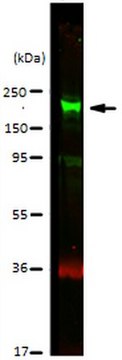 抗-CDK12抗体 from rabbit, purified by affinity chromatography