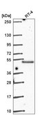 Anti-POLR2M antibody produced in rabbit Prestige Antibodies® Powered by Atlas Antibodies, affinity isolated antibody